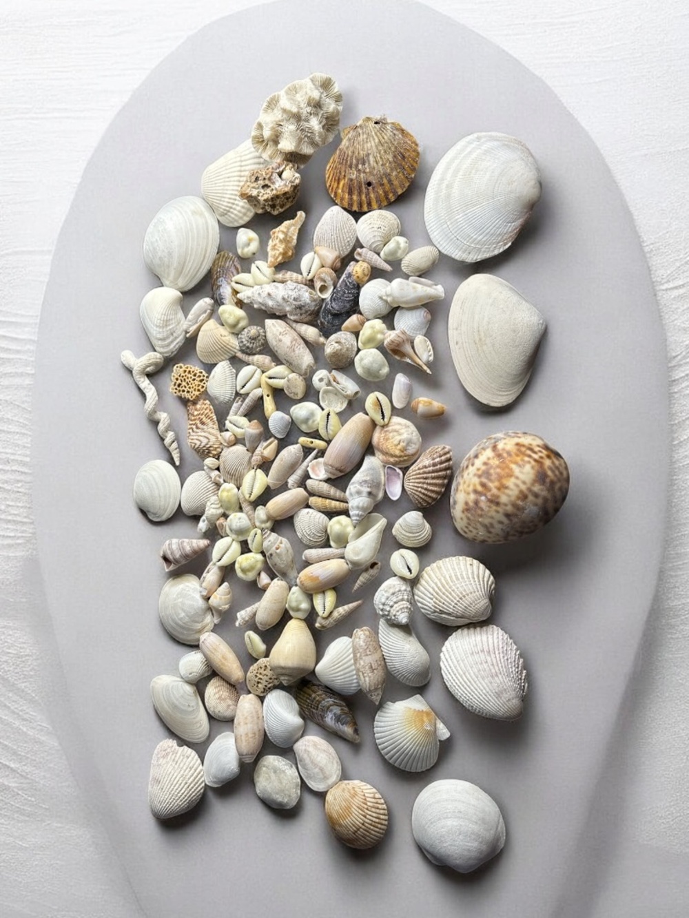 Lot of 100+ small various sea shells